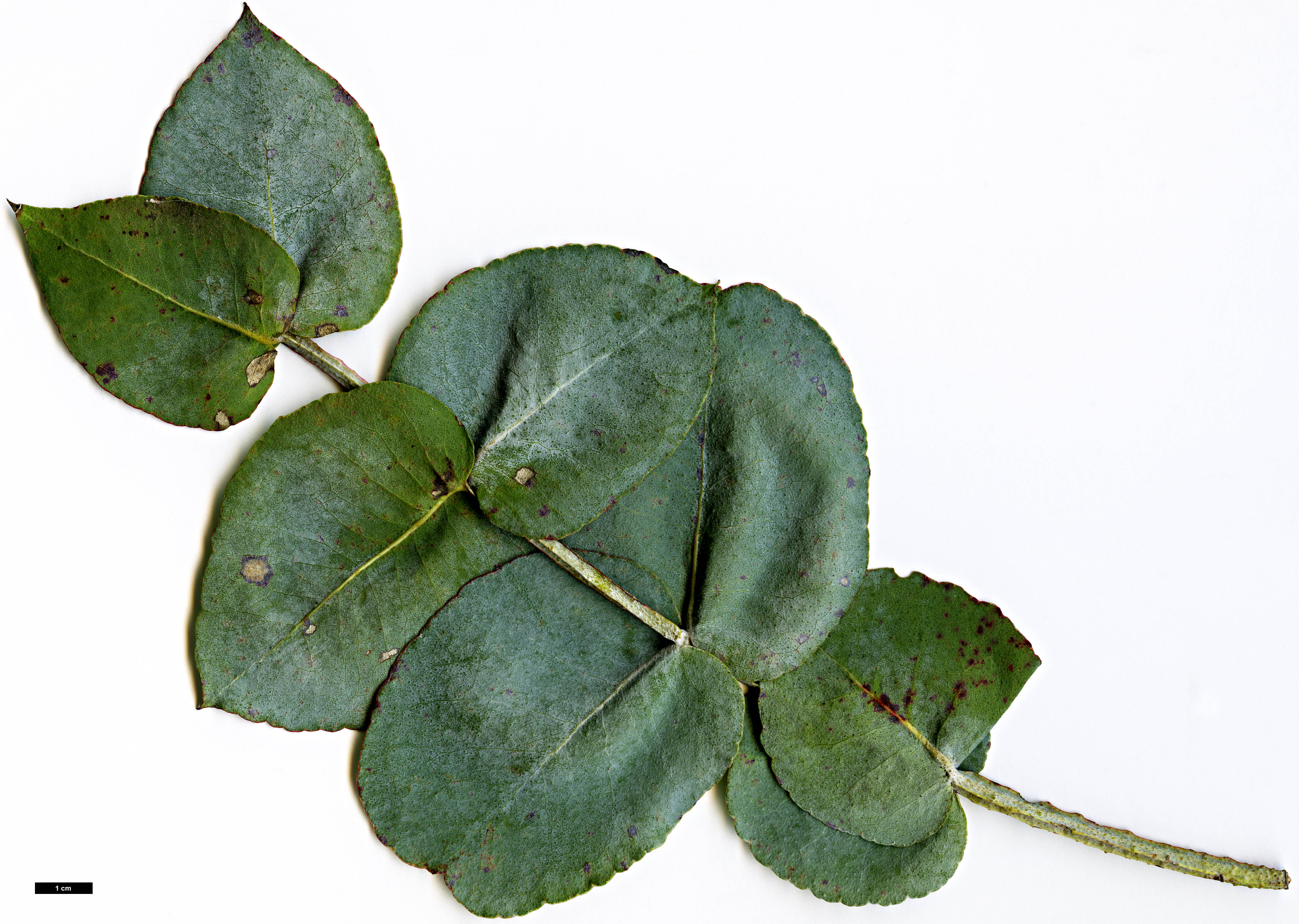 High resolution image: Family: Myrtaceae - Genus: Eucalyptus - Taxon: cordata - SpeciesSub: subsp. quadrangulosa